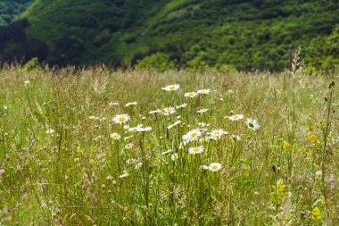 Daisy Çiçekleri Dağdaki Yaz Çayırında Çiçek Açıyor. Çiçek Arkaplanı