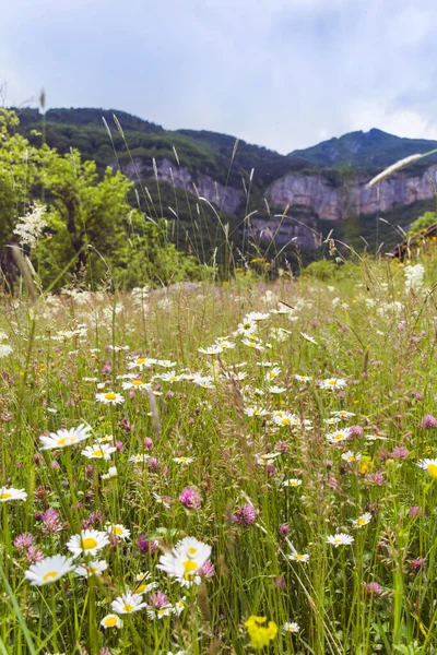 Daisy Flowers Kwitnie Letniej Łące Górze Kwiaty Tle — Zdjęcie stockowe