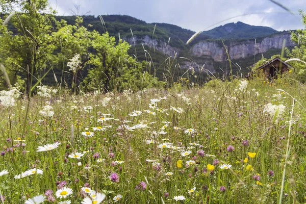Daisy Çiçekleri Dağdaki Yaz Çayırında Çiçek Açıyor Çiçek Arkaplanı — Stok fotoğraf