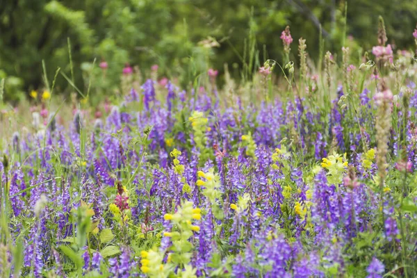 野紫色夏花盛开在山中的夏日草场上 花卉背景 — 图库照片