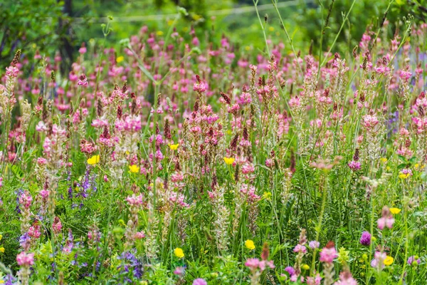 Fiori Estivi Rosa Selvatici Che Fioriscono Prato Estivo Montagna Fiori — Foto Stock