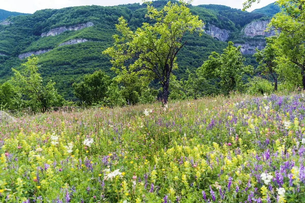 Çiçekli Orman Çiçekleri Ağaçlar Dağ Arkaplanlı Yaz Çayırı — Stok fotoğraf