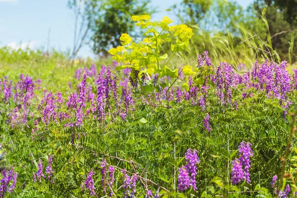 Dağdaki Bir Yaz Çayırında Açan Vahşi Mor Yaz Çiçekleri Çiçek — Stok fotoğraf