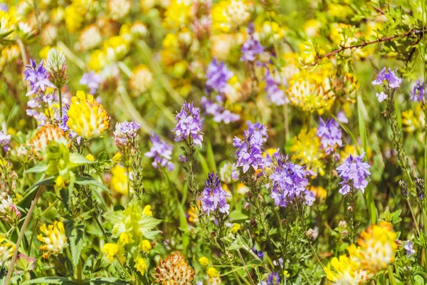 野紫色夏花盛开在山中的夏日草场上 花卉背景 — 图库照片