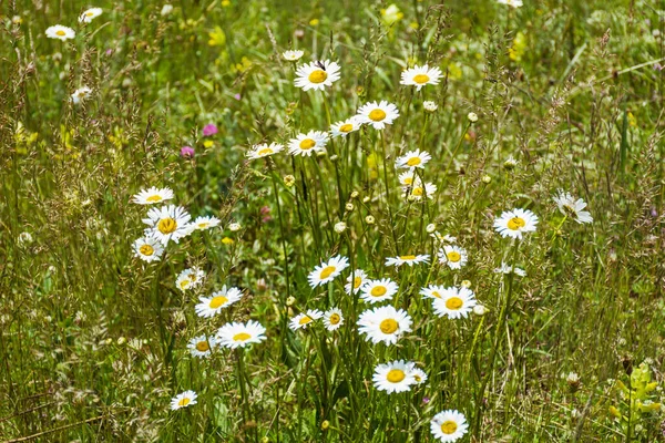 菊花盛开在山中的夏日草场上 花卉背景 — 图库照片