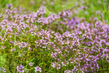 Yeşil bir çayır üzerinde taze kekik otları. Sağlıklı bir kavram.