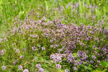 Yeşil bir çayır üzerinde taze kekik otları. Sağlıklı bir kavram.