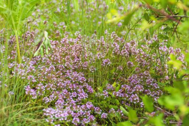 Yeşil bir çayır üzerinde taze kekik otları. Sağlıklı bir kavram.