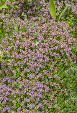 Yeşil bir çayır üzerinde taze kekik otları. Sağlıklı bir kavram.