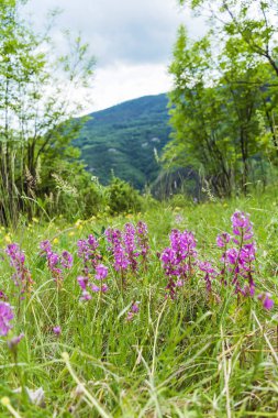 Dağdaki bir yaz çayırında açan vahşi mor yaz çiçekleri. Çiçek Arkaplanı