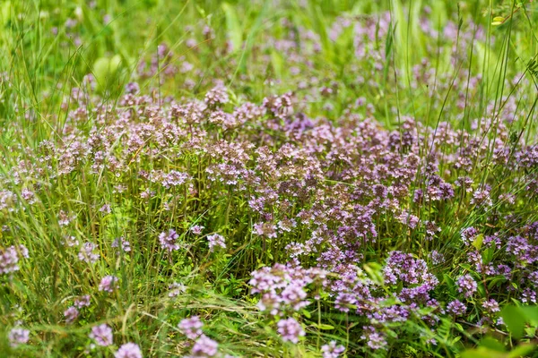 Čerstvé Tymiánové Byliny Pozadí Zelené Louce Zdravá Koncepce — Stock fotografie