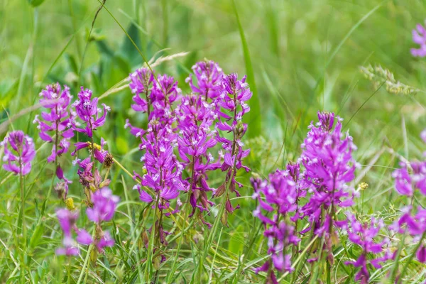 Wild Purple Letní Květy Kvetoucí Letní Louce Horách Pozadí Květin — Stock fotografie