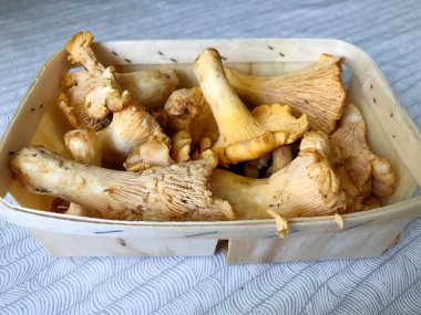 Turuncu Chanterelle Mantarları 'nı kapatın.