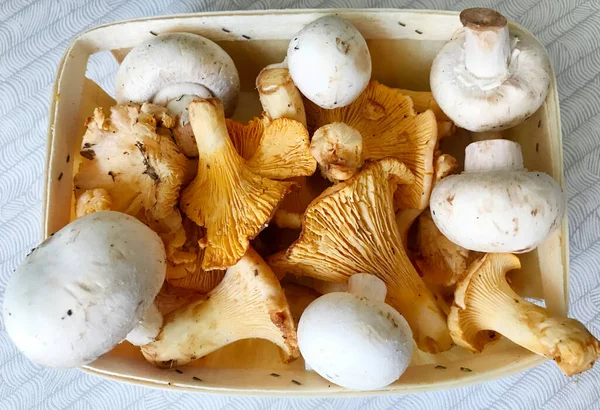 Gros Plan Sur Champignons Chanterelle Orange — Photo