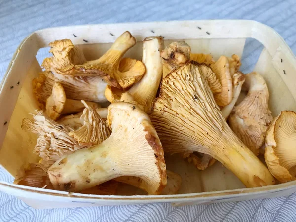 Close Orange Chanterelle Mushrooms — Stock Photo, Image