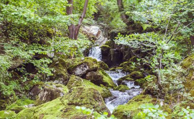 Nehirli Yeşil Bahar Ormanında Yosunlu Kayalar