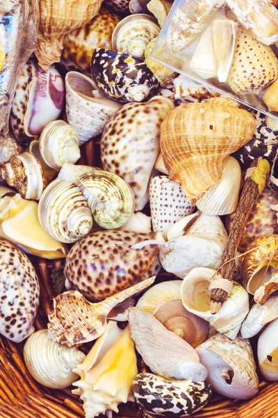 Seashells Basket Summer Holiday Background — Stock Photo, Image