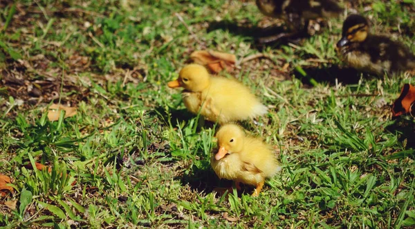 Dos Patitos Amarillos Del Bebé Una Hierba Verde — Foto de Stock