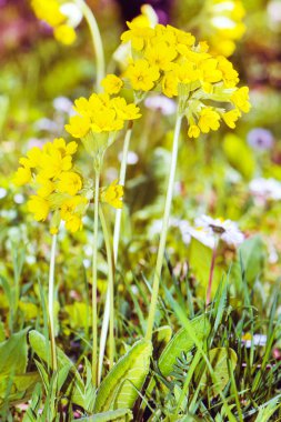 Baharda açan Vahşi Sarı Akşamlı Çiçekler. Tohumlardan elde edilen yağ ilaç yapımında kullanılır.
