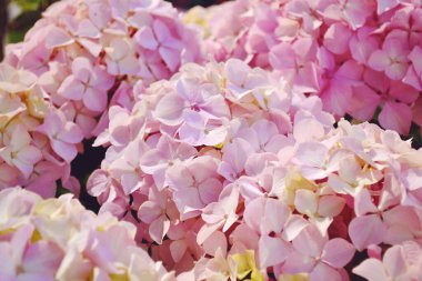 Çiçekli Pastel Pembe Ortanca Çiçekleri Arkaplanı .