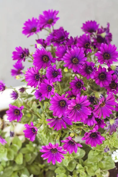 紫色のカレンデュラの花を咲かせる背景 — ストック写真