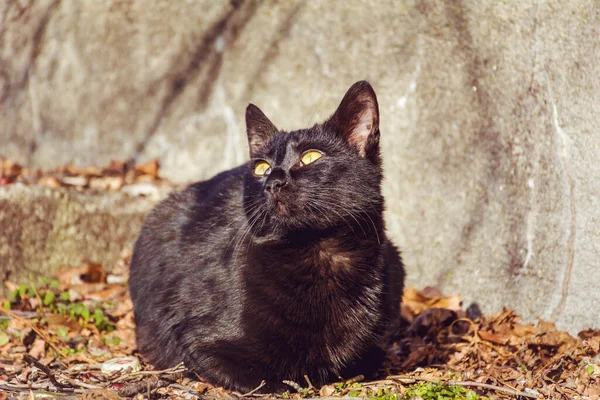 Schwarze Katze Blickt Den Himmel — Stockfoto