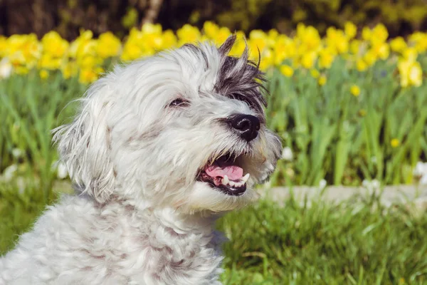 White Havanese Dog Yellow Narcissus Flowers Background Happy Dog Nature — Stock Photo, Image