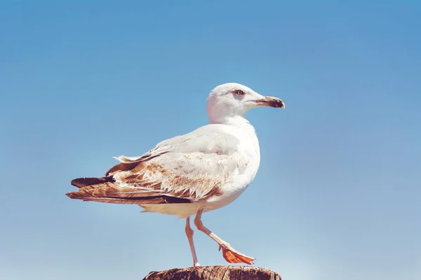 Oiseau Mouette Gros Plan Portrait Sur Fond Marin — Photo