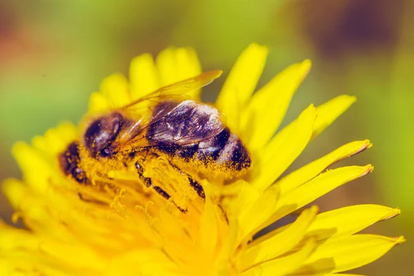 蒲公英花束上的蜜蜂 — 图库照片