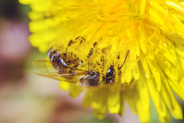 蒲公英花束上的蜜蜂 — 图库照片