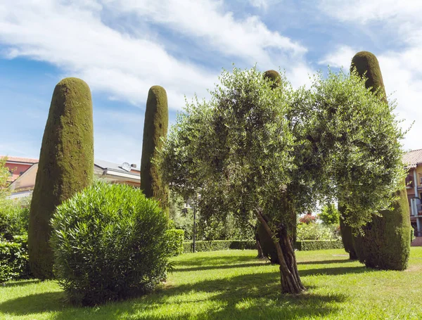 Green Pine Trees Same Shape Italy — Stock Photo, Image