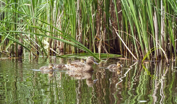 Entenbaby Und Entenmutter Schwimmen Zusammen — Stockfoto