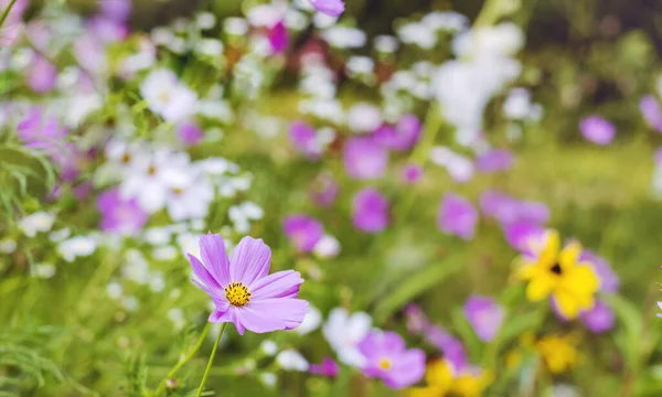 粉红与白花宇宙花朵背景 — 图库照片