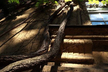 Işığın çok iyi düştüğü pencerenin yanında eski evin etrafında bir sarmaşık örüyor.