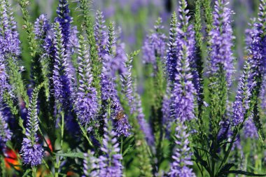Yaban çiçekleri yeşil bir arazide güneşli bir yaz gününde