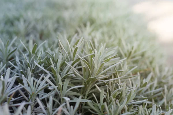 Blurred horizontal background. Lavender bushes in the morning sun. Selective focus. Concept for your mockup and project. Layout, copy space.