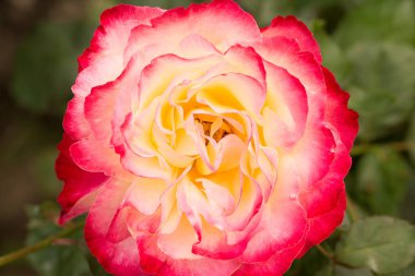 Kırmızı gül, yeşil arka planda sarı bahçeli, makroyu yakın plan. Seçici odak.