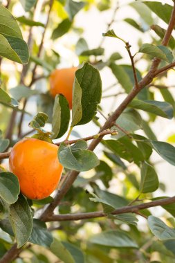 Hurma gülü gülü bir ağaçta yetişir..