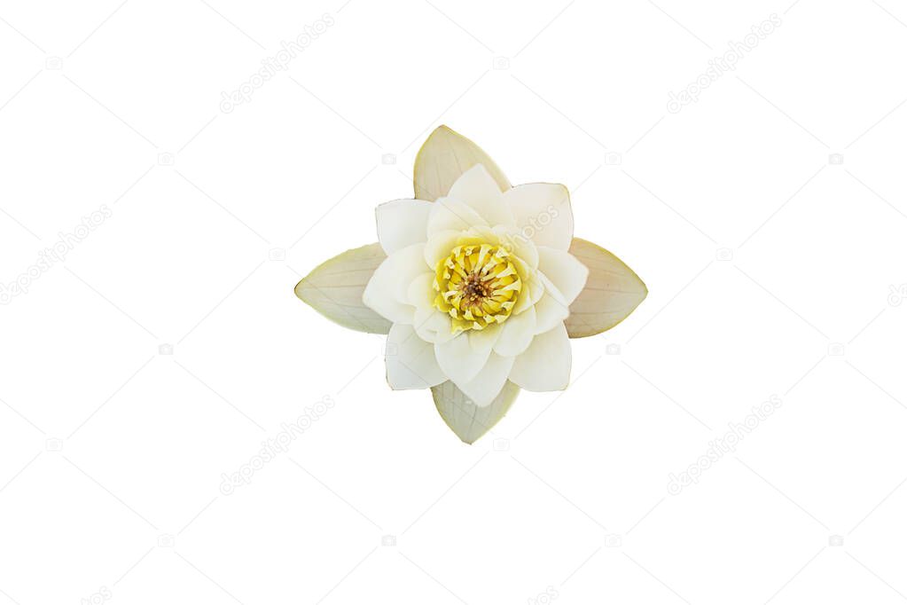 Two white lotus waterlily on a green leaf. Freshly picked. Flower composition. isolate.