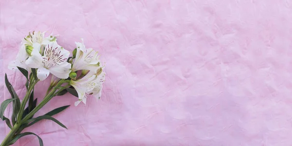 Alstroemeria Blanca Sobre Fondo Texturizado Rosa Banner Concepto Minimalista Para — Foto de Stock
