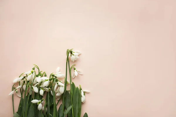 Flores Primavera Galanthus Nevadas Sobre Fondo Claro Enfoque Selectivo Concepto — Foto de Stock