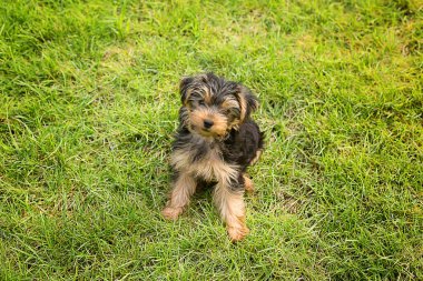 Yorkshire Teriyeri 'nin küçük tüylü köpeği yeşil çimlerde oynuyor..