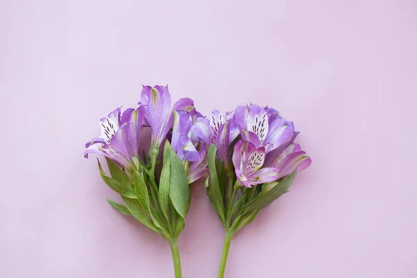 Lilac Alstroemeria Růžovém Pozadí Minimalistický Koncept Pro Vaši Maketu Projekt Royalty Free Stock Fotografie