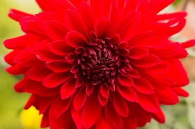 Red Dahlia yakınlaş. Makro. Çiçek kompozisyonu. Seçici odaklanma. Model ve projeniz için kavram.