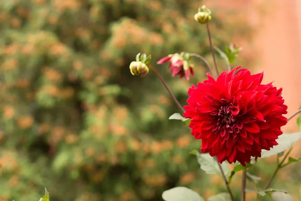 Rote Dahlie Aus Nächster Nähe Auf Unscharfem Grünem Hintergrund Makro — Stockfoto