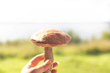 Güneş altında taze toplanmış mantar mantarı. Kapatın. Seçici odak.