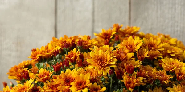 Orange Chrysanthemums Wooden Background Banner Autumn Floral Composition Selective Focus — Stock Photo, Image