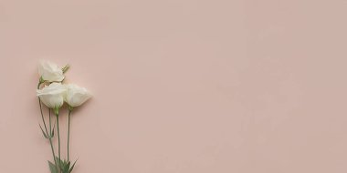 Arka planda üç beyaz Eustoma. Model ve projenin konsepti. Düzen, düzlük, kopyalama alanı, üst görünüm. Çiçek kompozisyonu. Pankart.