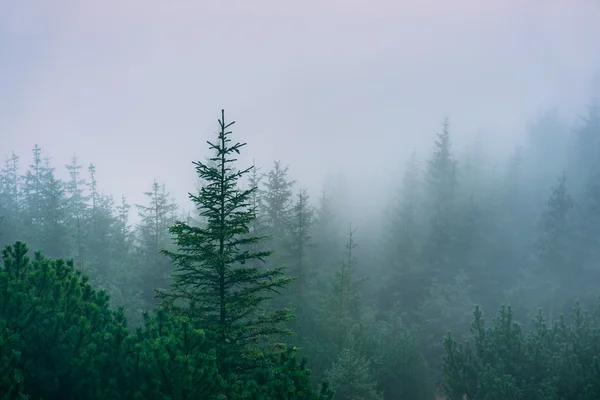 Misty mountain forest Stock Picture
