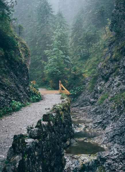 Misty mountain forest Stock Image